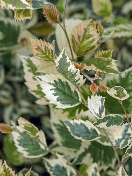 Bouleau noir 'Shiloh Splash'