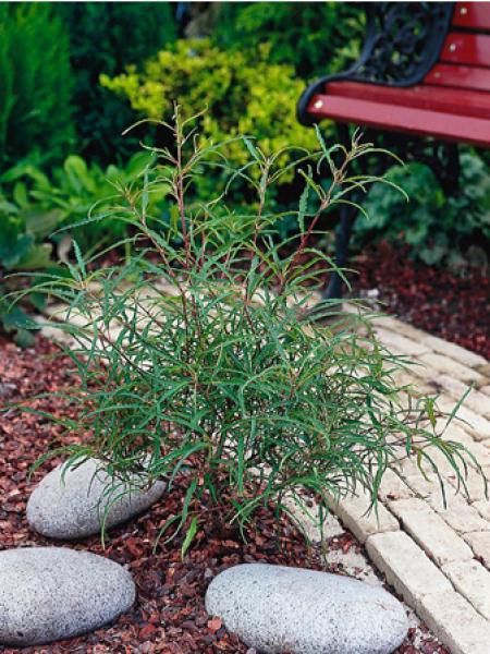 Bourdaine 'Asplenifolia'