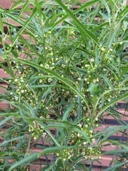 Bourdaine 'Fine Line'®