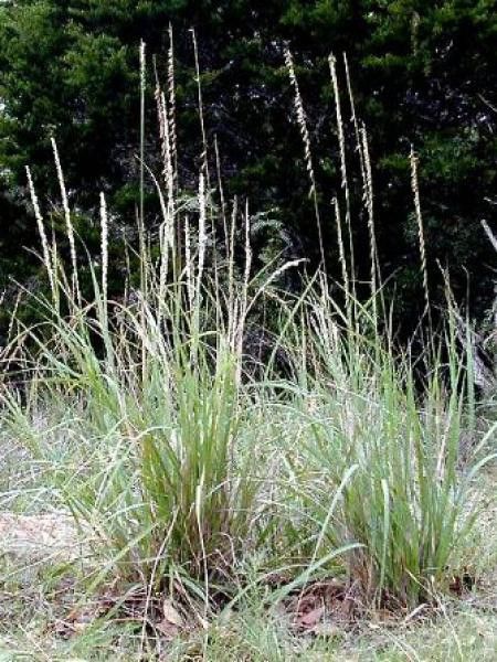 Bouteloua curtipendula 