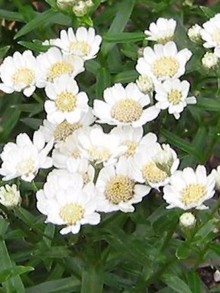 Bouton d'argent 'Nana Compacta'