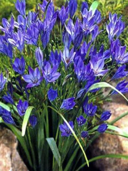 Brodiaea  'Koningin Fabiola'