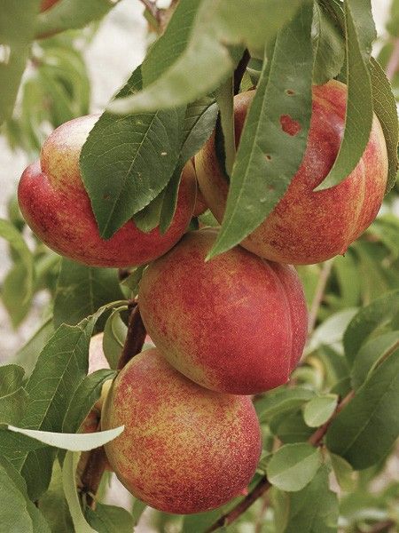 Brugnonier nain 'Garden Beauty'