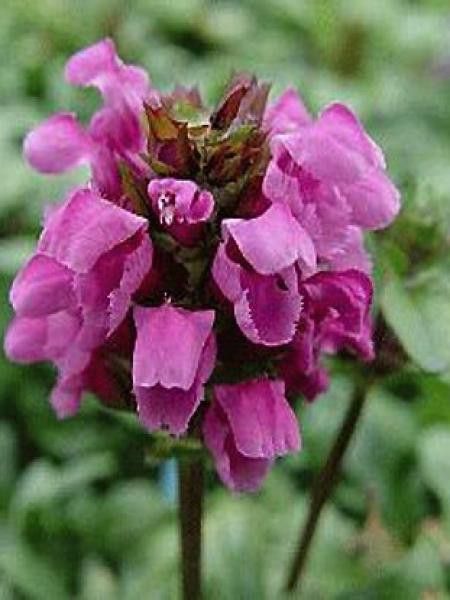 Brunelle, Prunelle 'Gruss Aus Isernhagen'