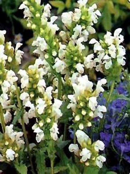 Brunelle, Prunelle 'Loveliness White'