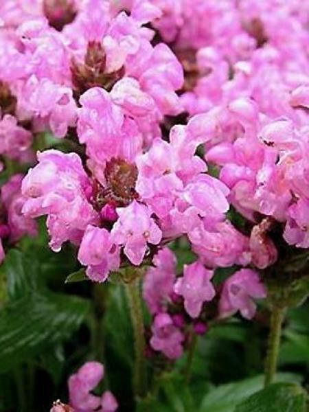 Brunelle, Prunelle 'Pink Loveliness'