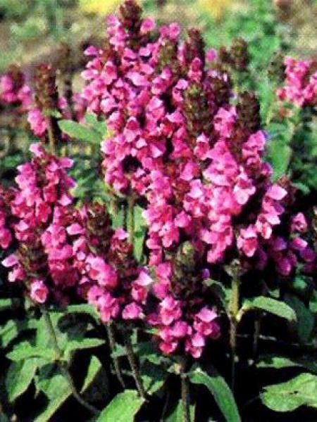 Brunelle, Prunelle 'Rosea'