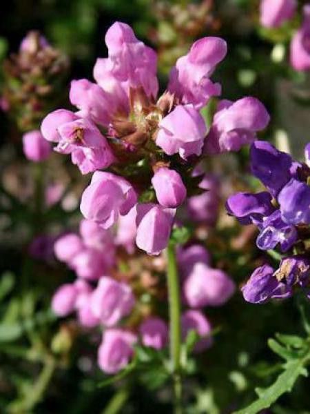 Brunelle, Prunelle weebiana