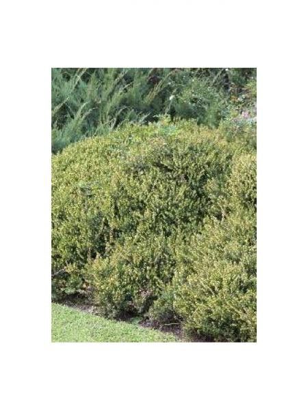 Bruyère commune, Brande 'Alba'