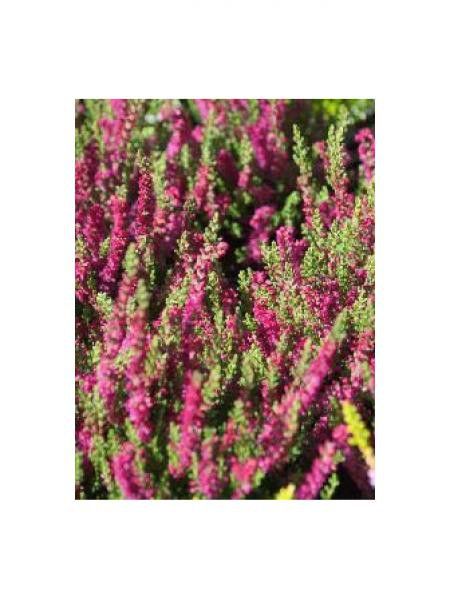 Bruyère commune, Brande 'Allegro'