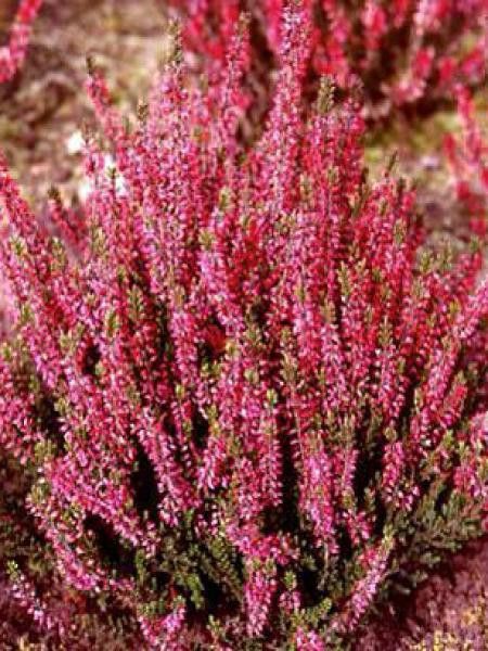 Bruyère commune, Brande -rouge-