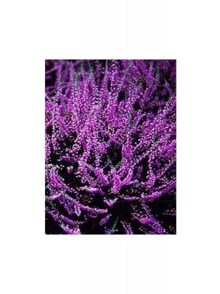 Bruyère commune, Brande 'Tib'