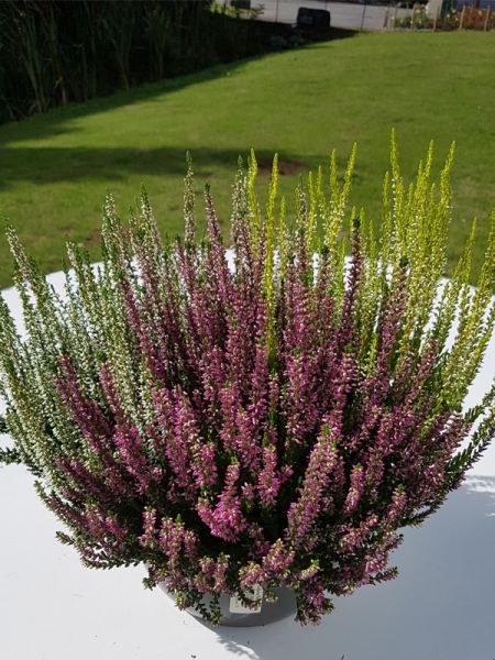 Bruyère commune en coupe