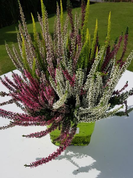 Bruyère commune mix en pot