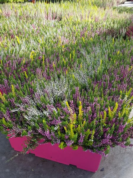 Bruyère commune mix en jardinière