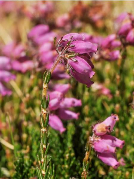 Bruyère des marais, Bruyère à 4 angles