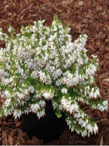 Bruyère des neiges '-blanche-'