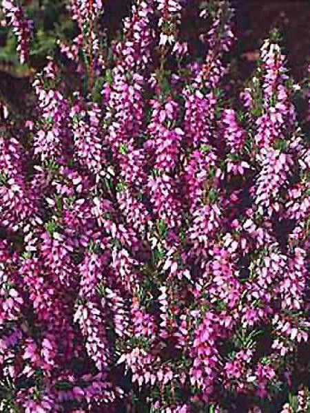 Bruyère des neiges 'Furzey'