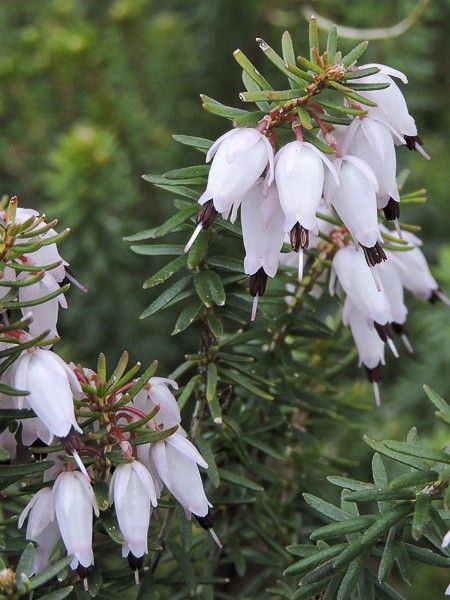 Bruyère des neiges 'Jenny Porter'