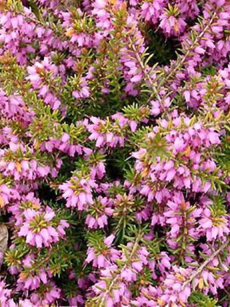 Bruyère des neiges 'Mary Helen'