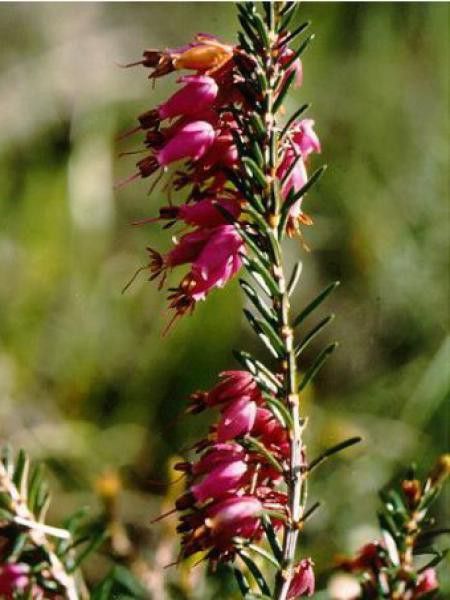 Bruyère des neiges - rouge
