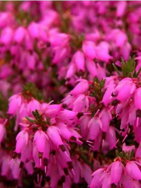 Bruyère des neiges 'Rubinteppich'