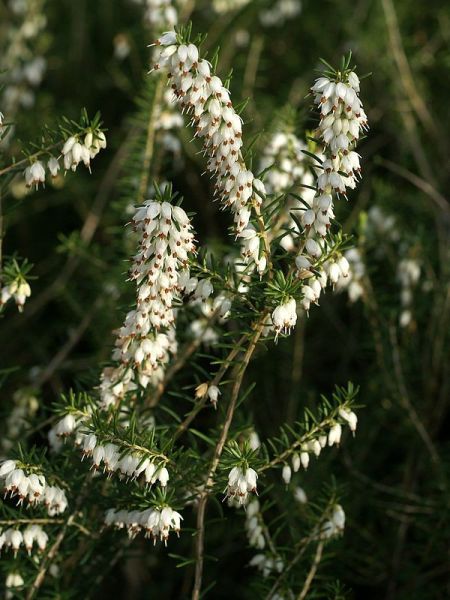 Bruyère des neiges 'White Glow'