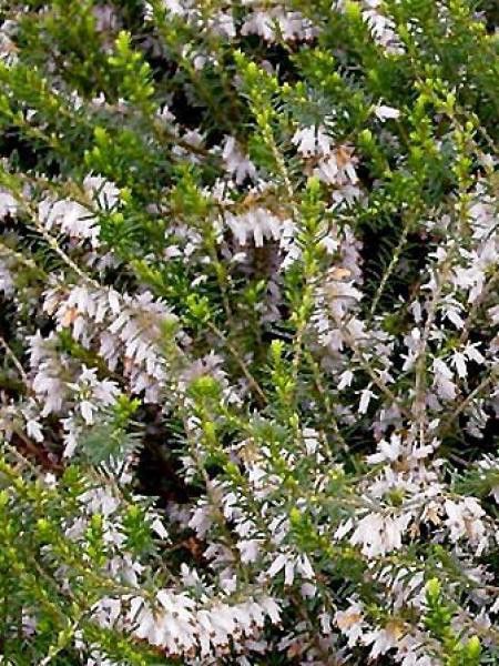 Bruyère des neiges 'White Perfection'