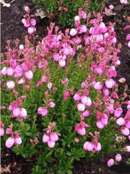 Bruyère irlandaise 'Globosa Pink'