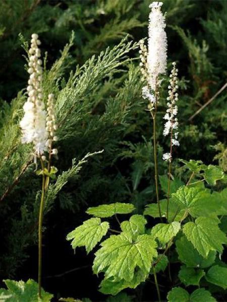 Bugbane à feuilles en cœur