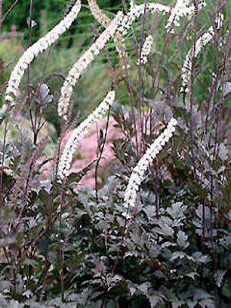 Bugbane 'Black Negligee'