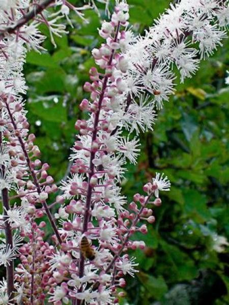 Bugbane 'Carbonella'