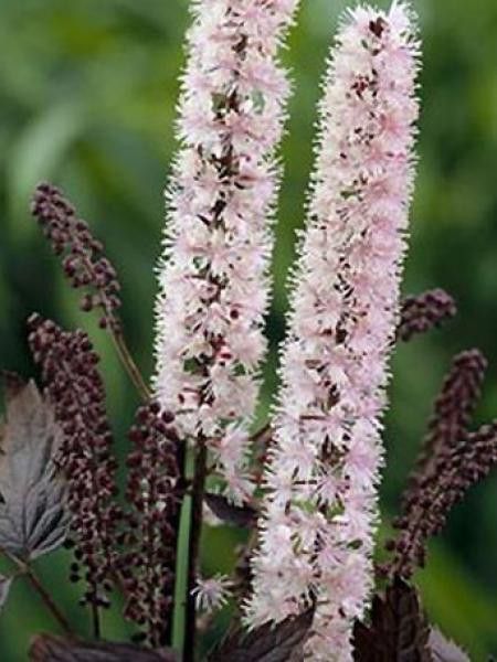 Bugbane ramosa 'James Compton'