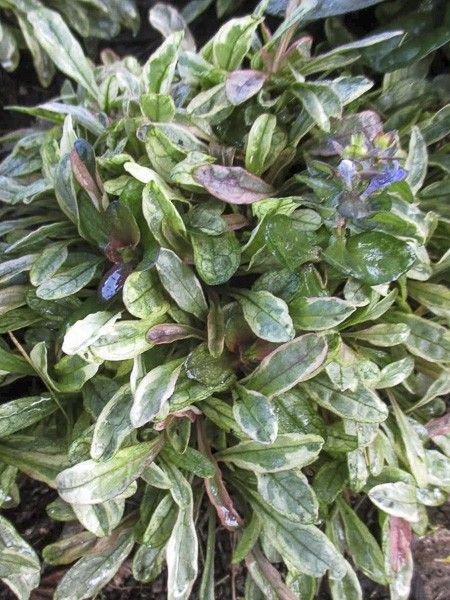 Bugle 'Dixie Chip'