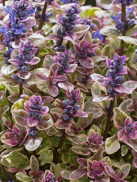 Bugle 'Princess Nadia'