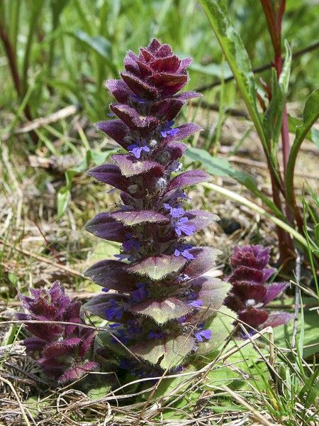 Bugle pyramidal