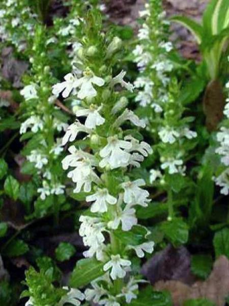 Bugle rampant 'Alba'