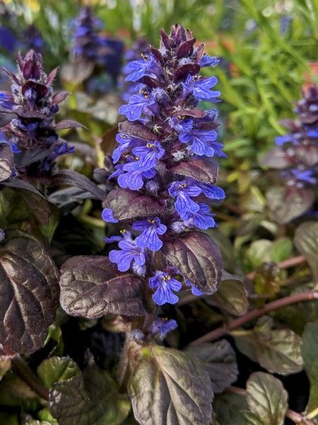 Bugle rampant 'Braunherz'