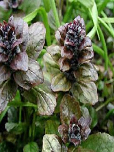 Bugle rampant 'Catlin's Giant'