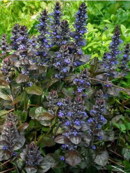 Bugle rampant 'Evening Glow'