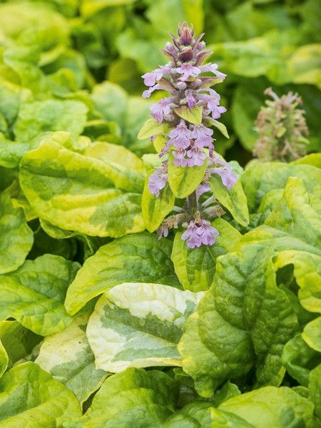 Bugle rampant 'Gold Chang'