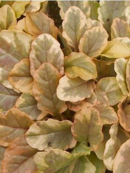 Bugle rampant 'Golden Glow'