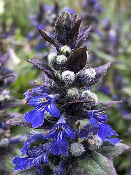 Bugle rampant 'Jungle Beauty'