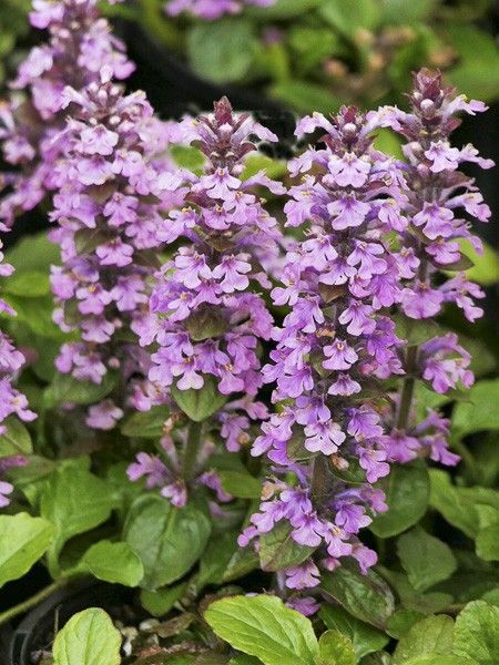 Bugle rampant 'Pink Elf'