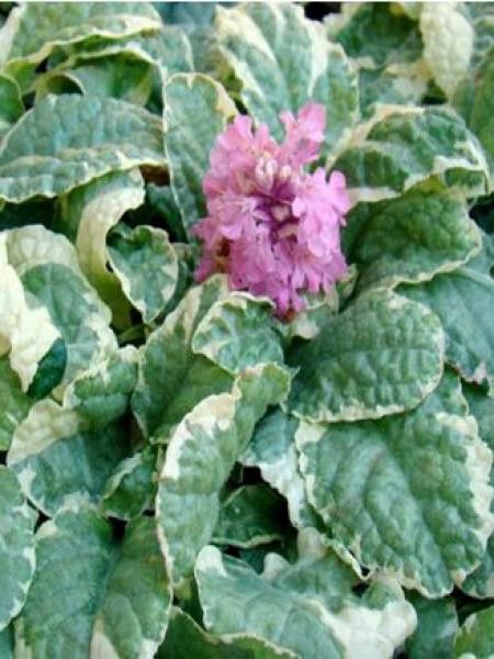 Bugle rampant 'Pink Lightning'