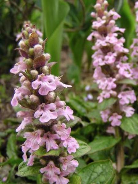 Bugle rampant 'Rosea'