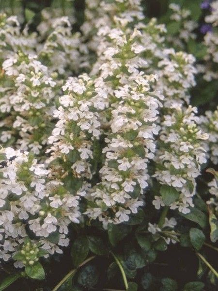 Bugle rampant 'Schneekerze'