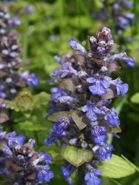 Bugle rampant 'Simon's Type'