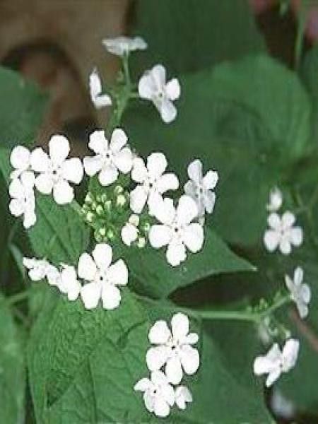Buglosse de Sibérie 'Betty Bowring'