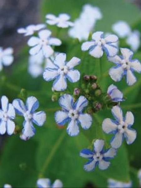 Buglosse de Sibérie 'Jennifer'